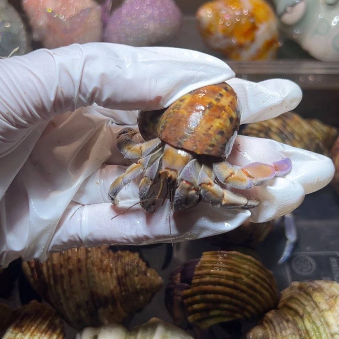 异色紫陆口径2.1口