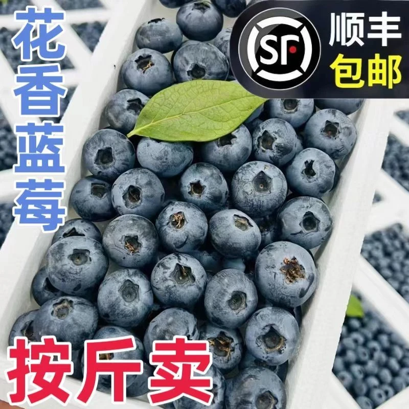 丹东蓝莓现采现摘维生素之王好果好品质顺丰邮寄