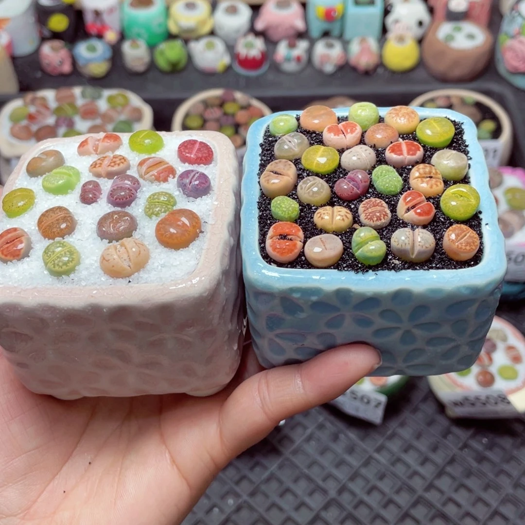 w5511 带盆土发货-零下地区拍保温箱