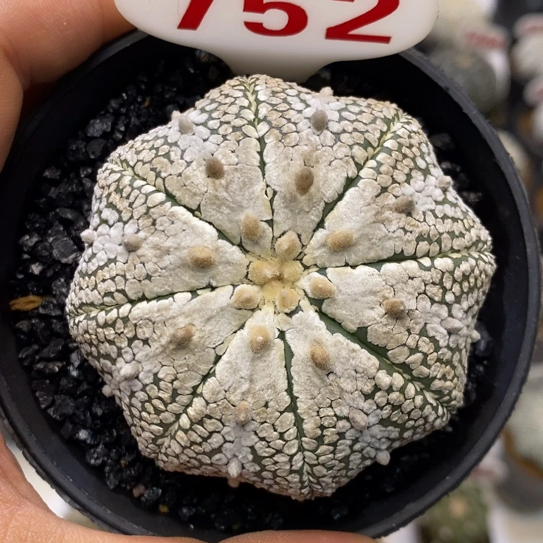 752福利特价来奇迹