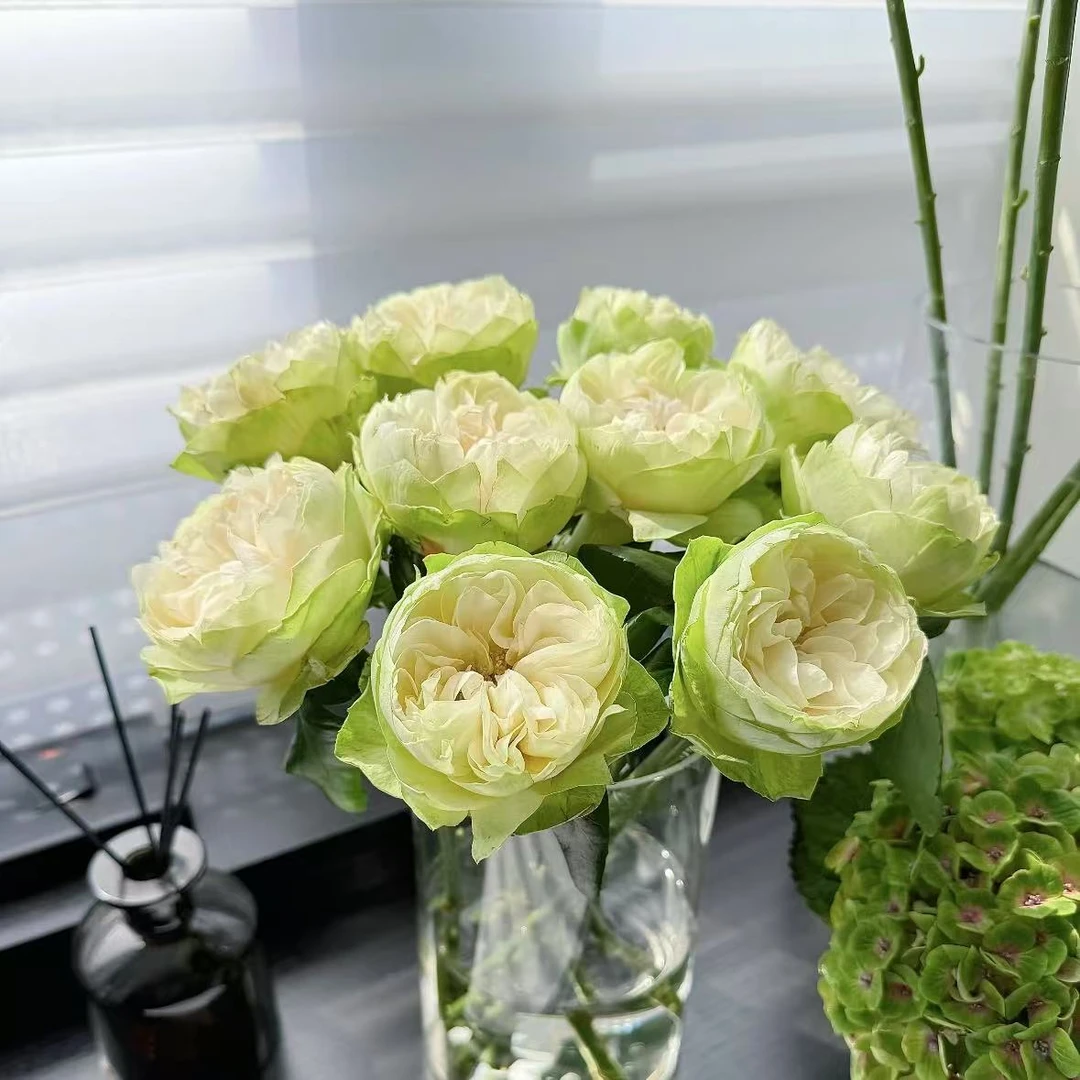 【植迷不误】夏雨荷玫瑰 居家 花束 插花 云南鲜花 基地包邮直发