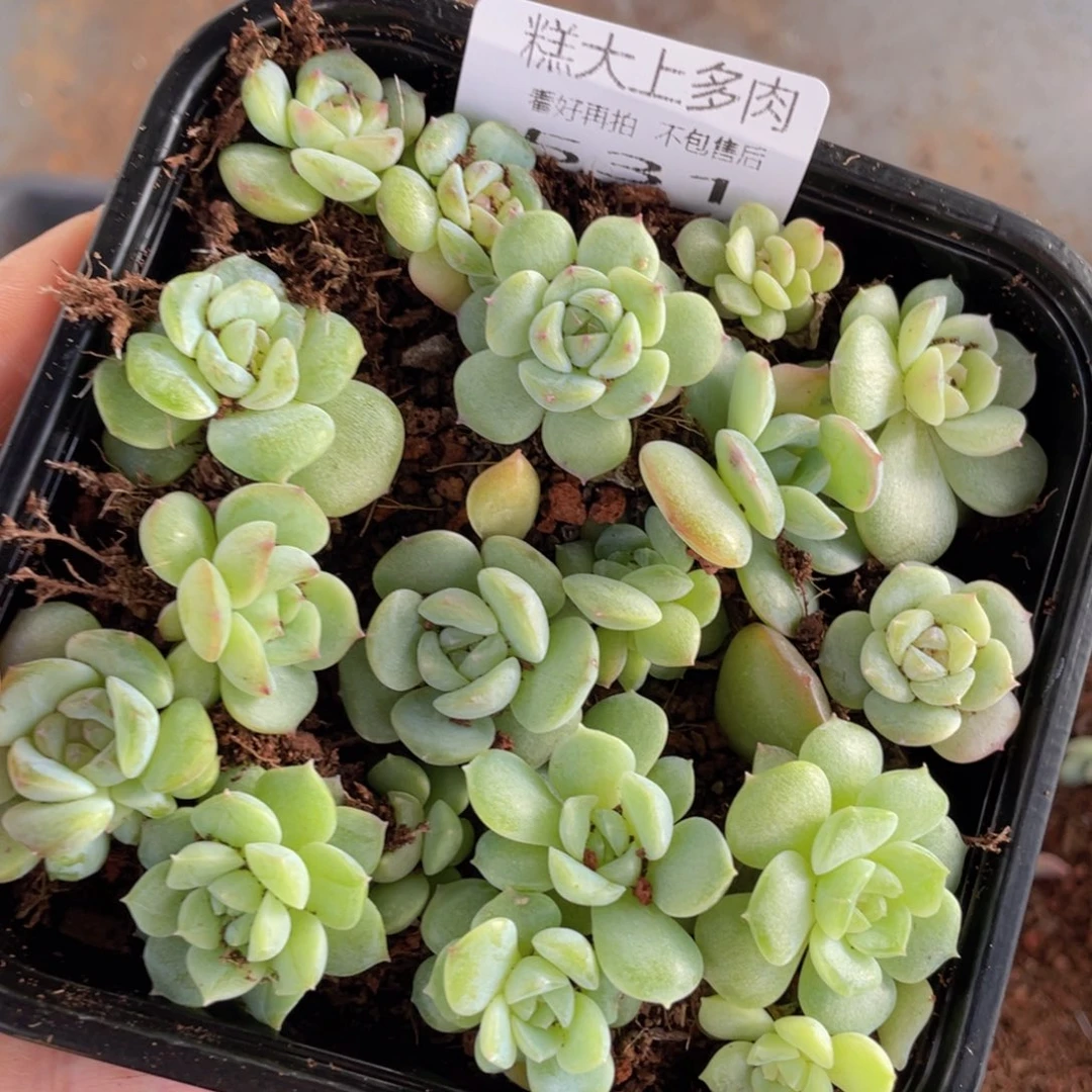 糕大上多肉植物531