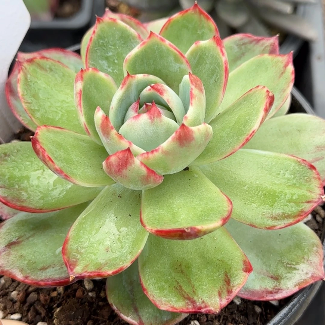 惊鸿一物一拍包装收缩花旱294