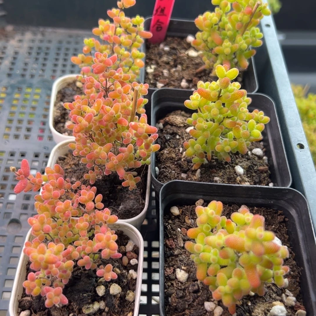 福利组合21号6.5cm盆