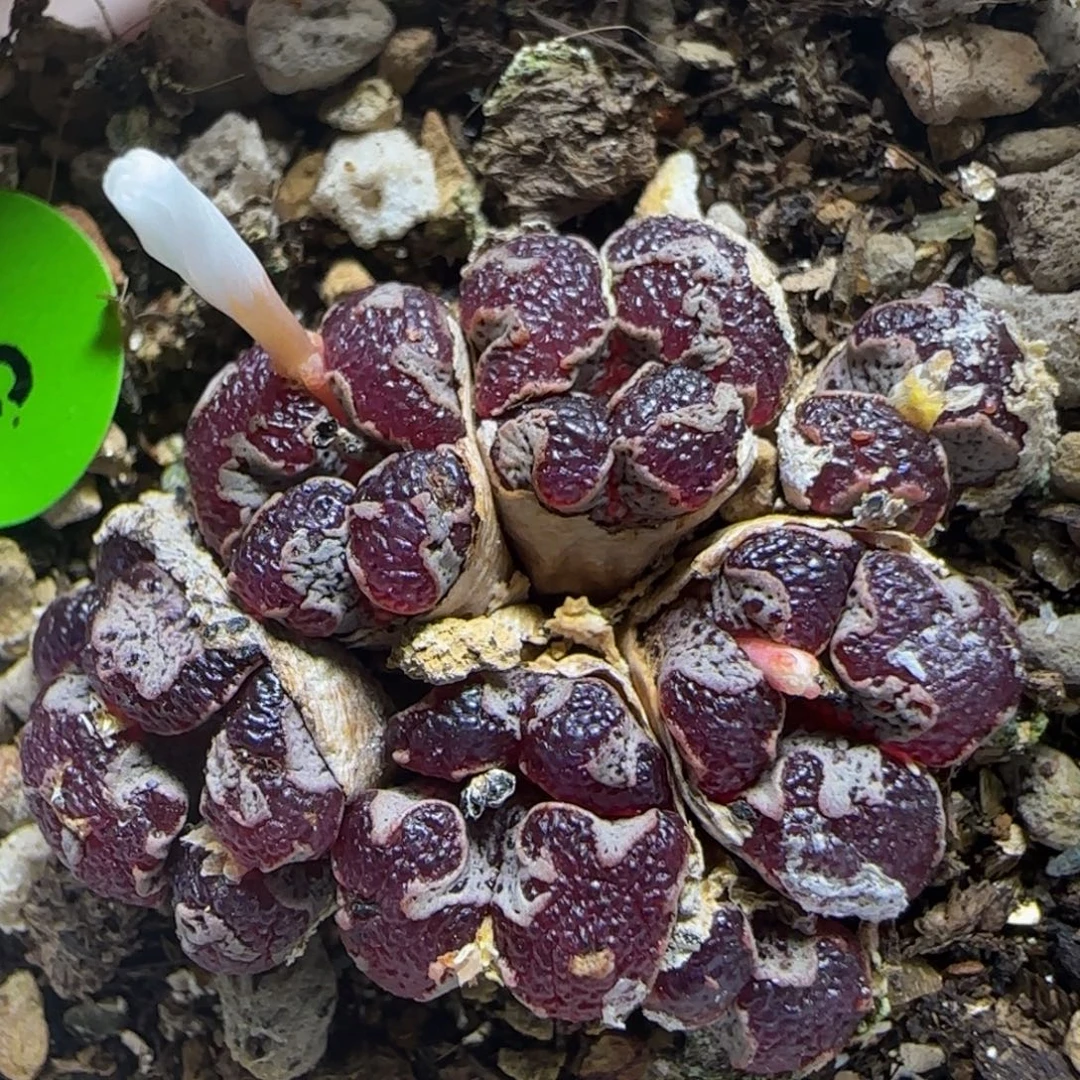 漂漂亮亮多肉植物59