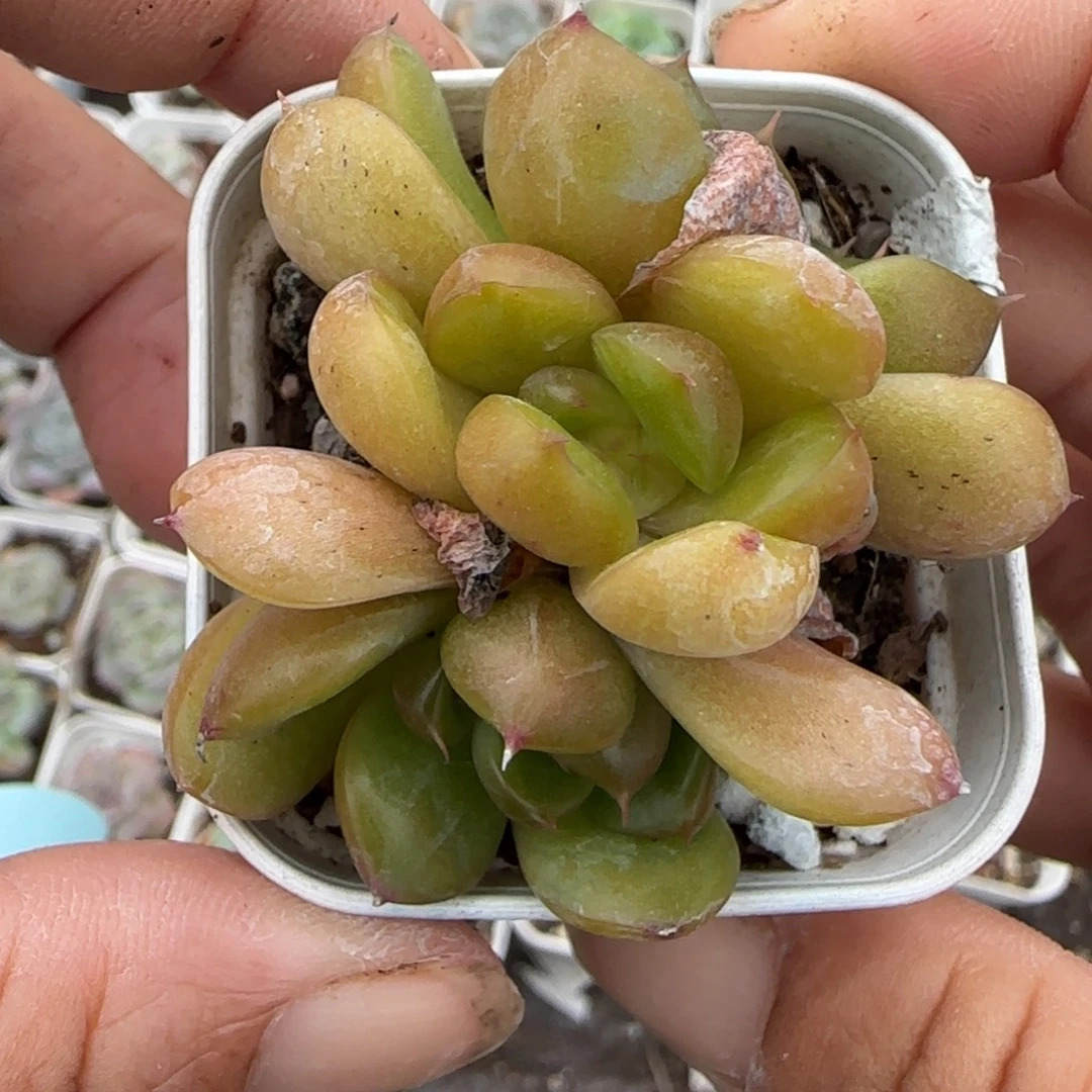 小卡拉米糖心一物一拍