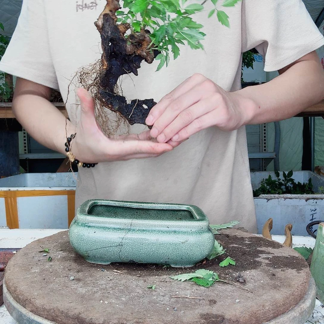 无花朵黄荊盆景到手一颗