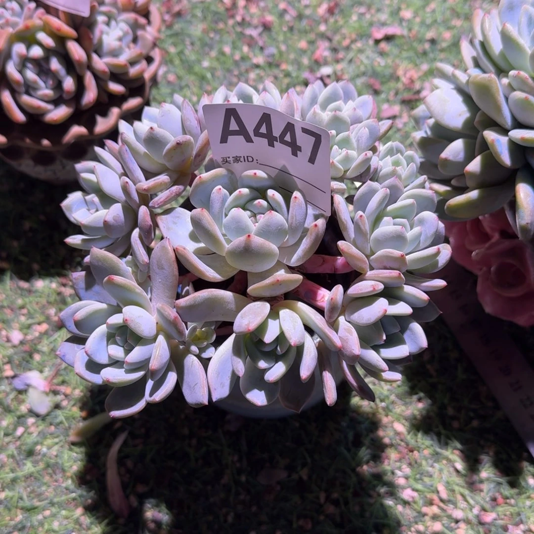 曦*星影石榴籽呀呀呀