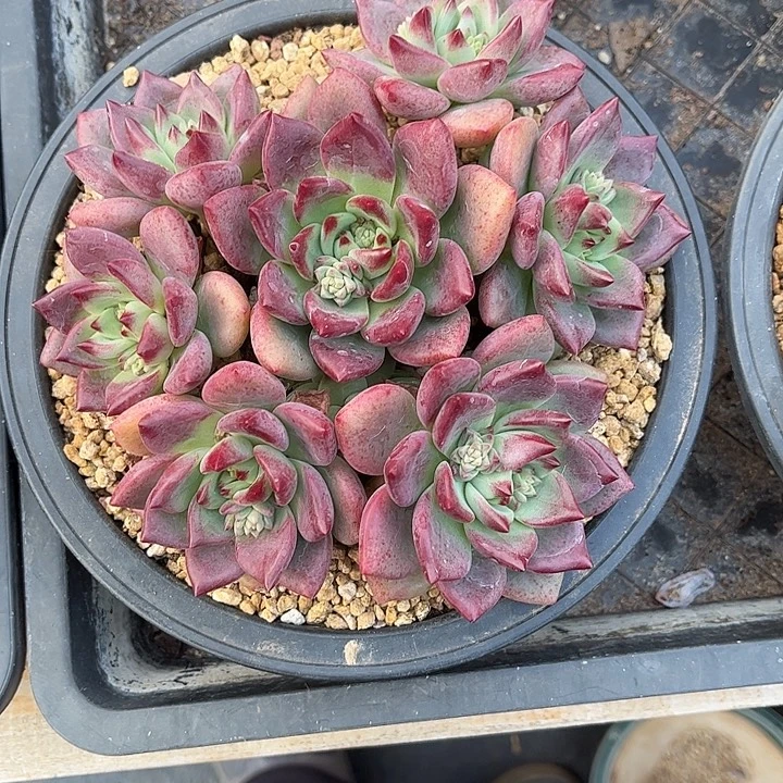 多肉植物一物一拍