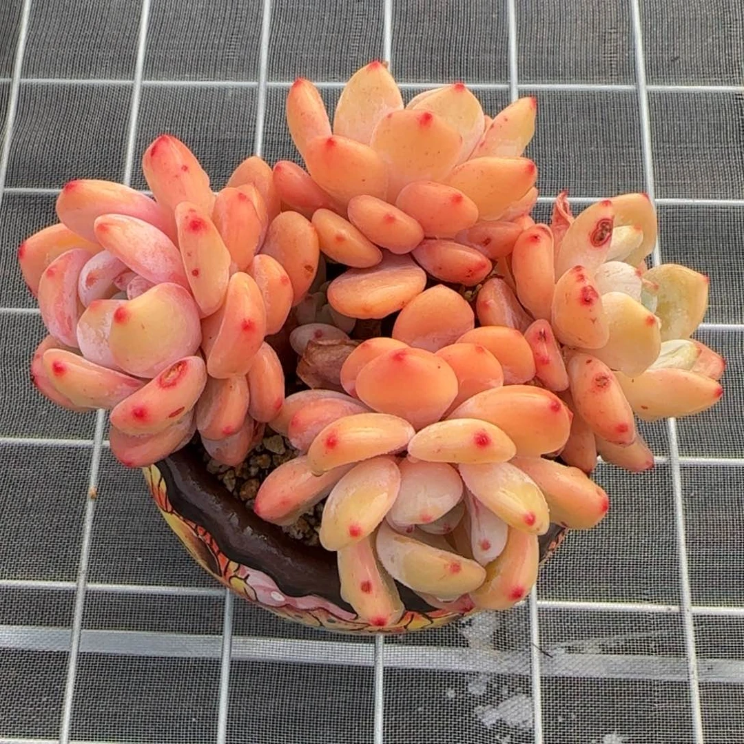 从前慢花园精选多肉冷香小