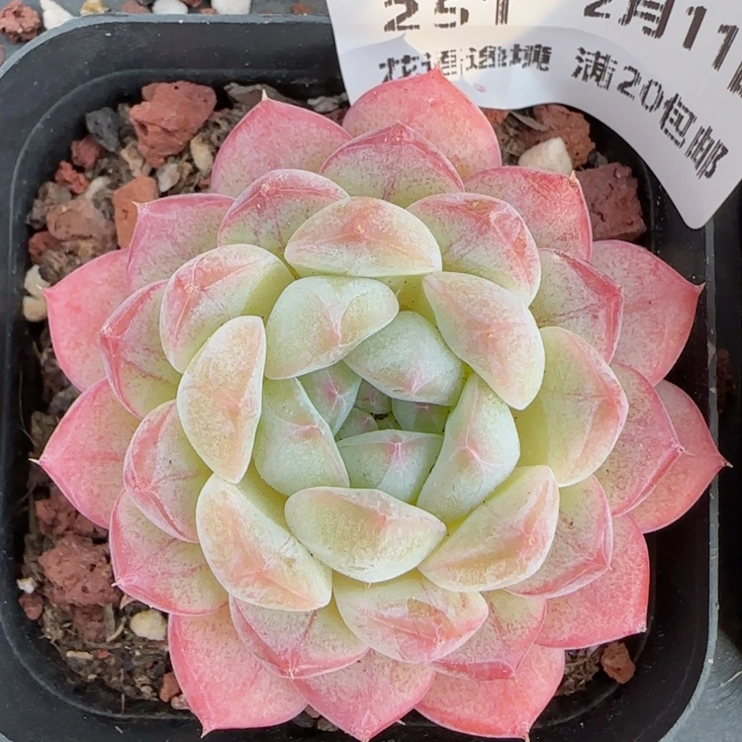 花语逸境0211-251