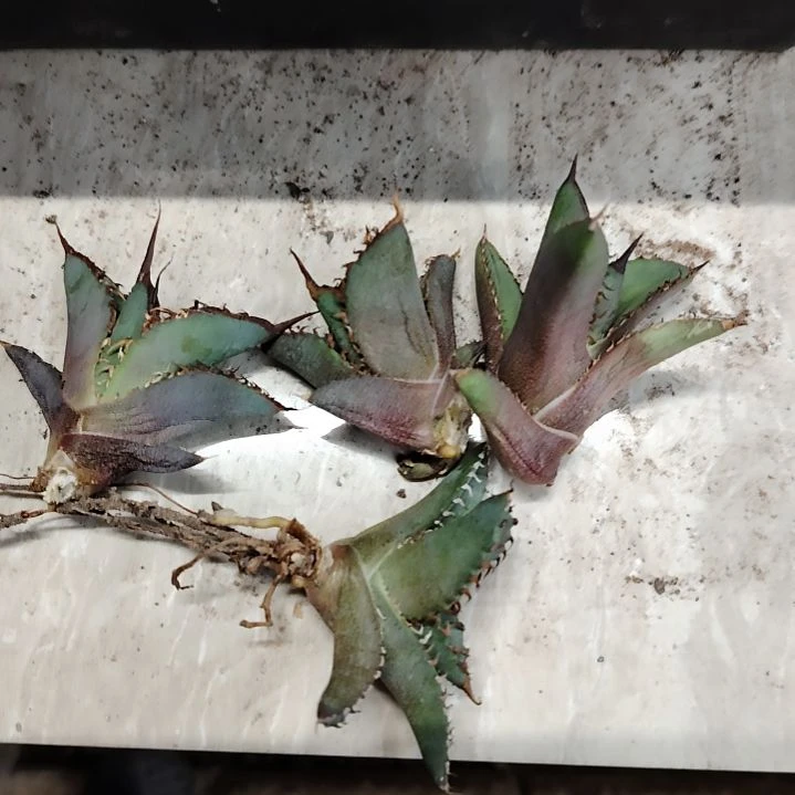 仁王冠顶芽组合多肉