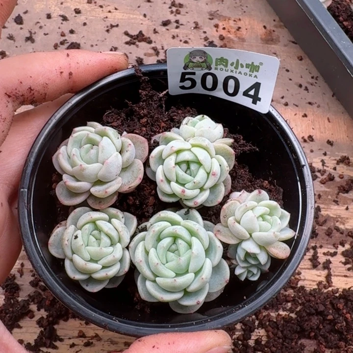 多肉植物多肉植物