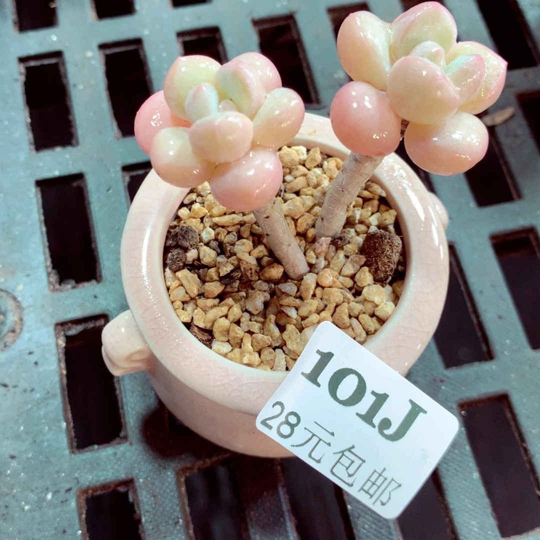 5厘米盆精控多肉101