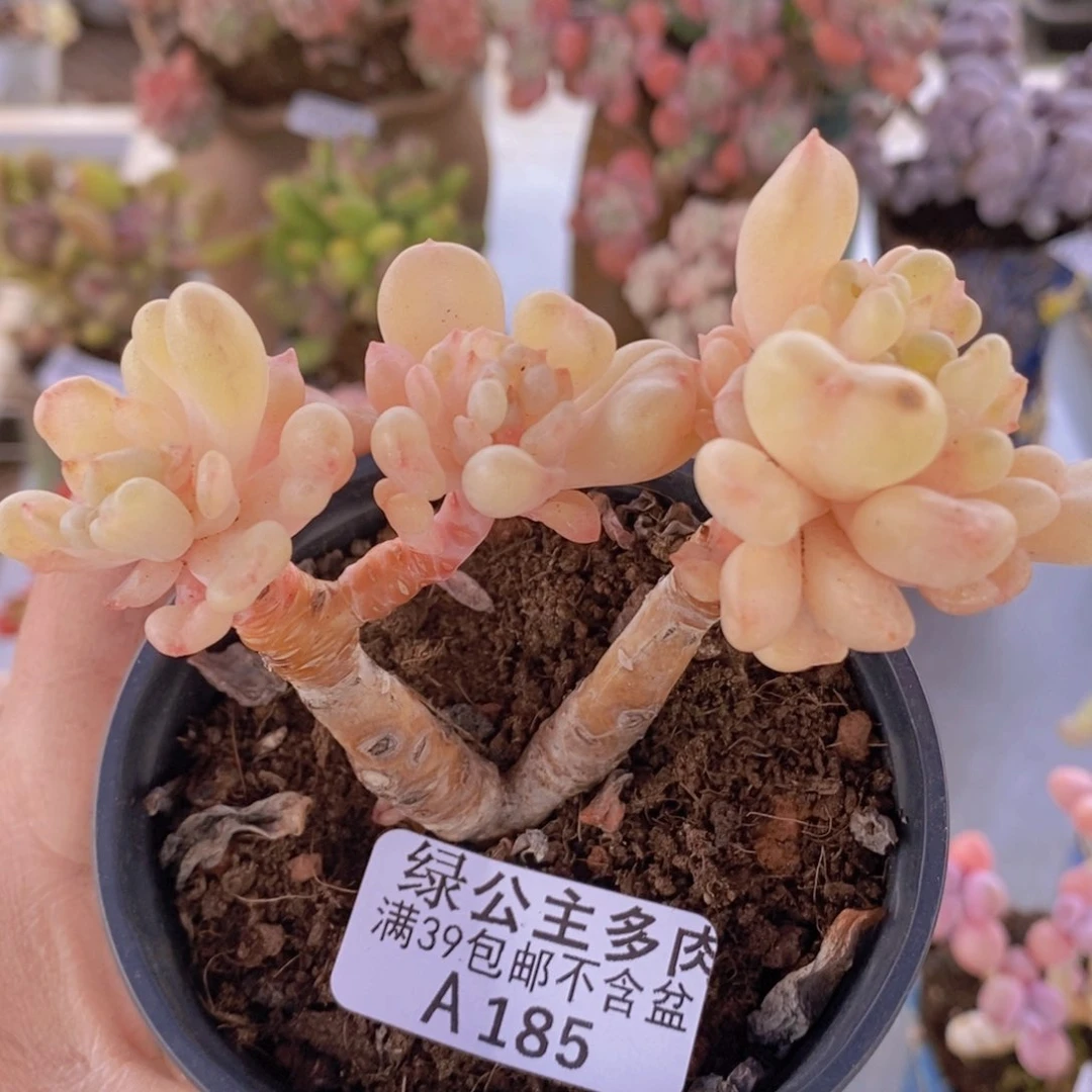 比尔盖茨老桩7cm185多肉植物