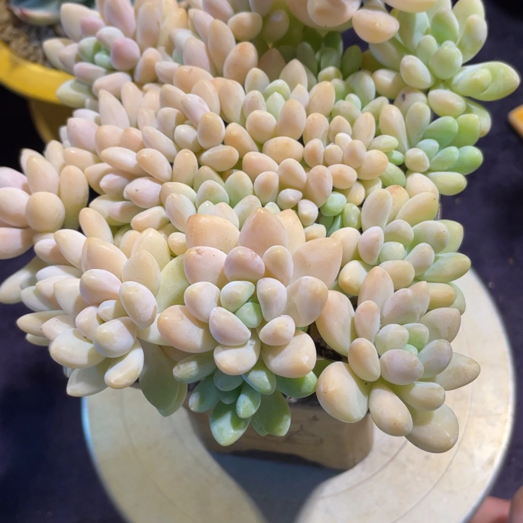 琦***婆546蛋糕群生多肉植物一物一拍