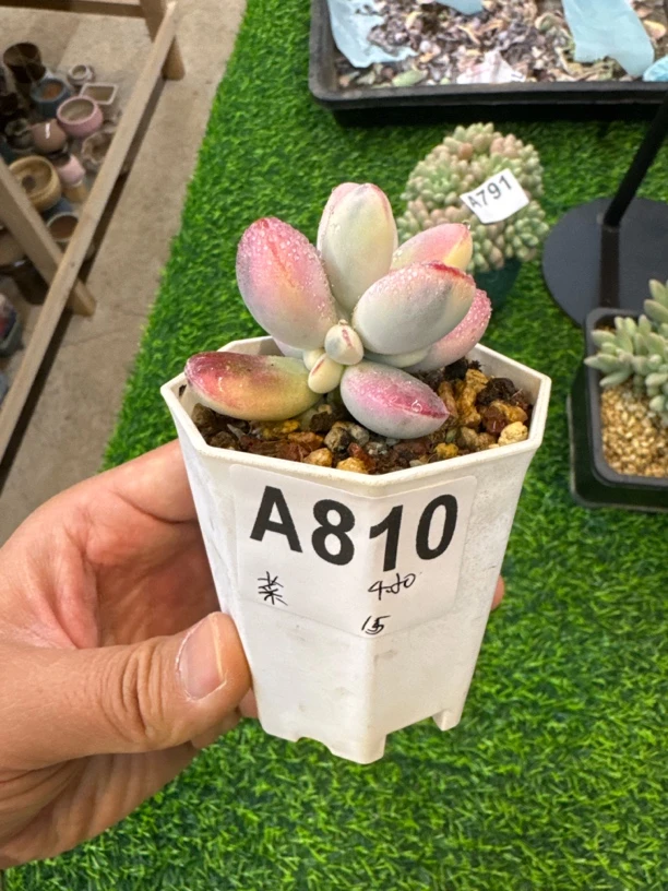 A810，菜鸡，多肉植物一物一拍