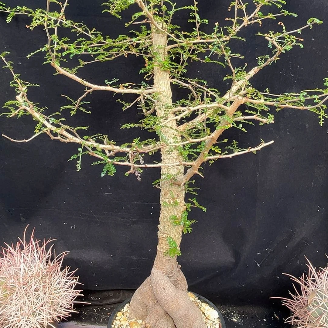 汤圆植物裂加漆树