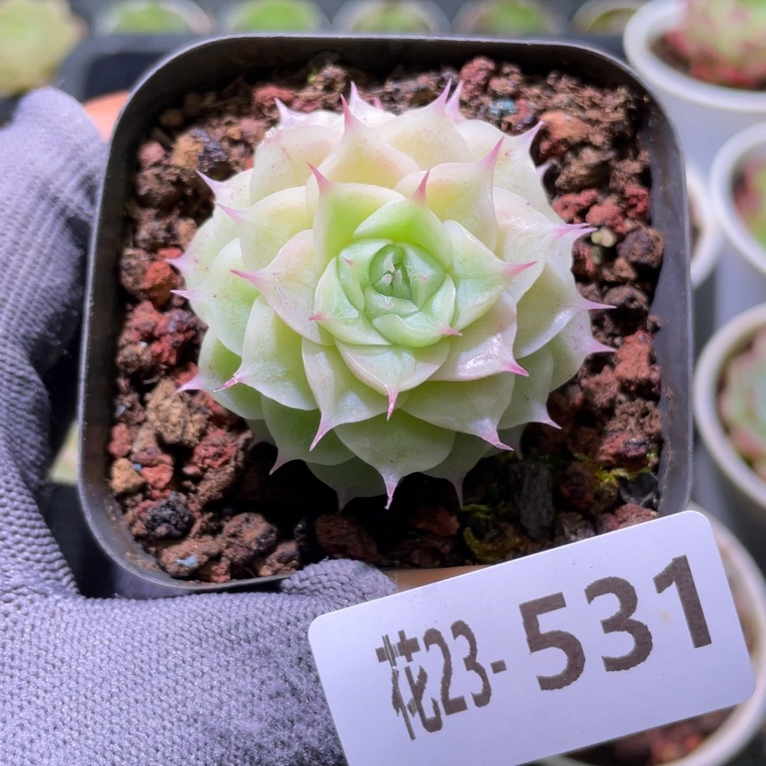 花利美23-531麦秆