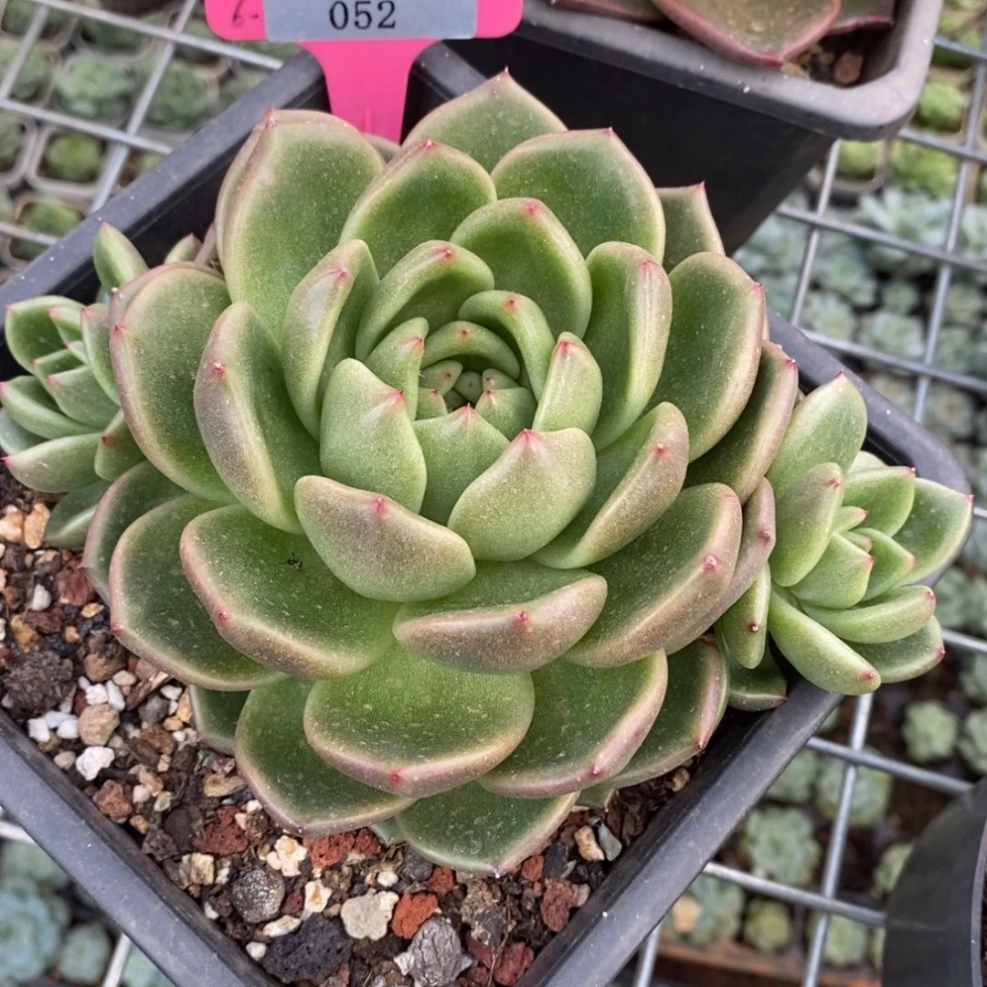x052-多肉植物 东云