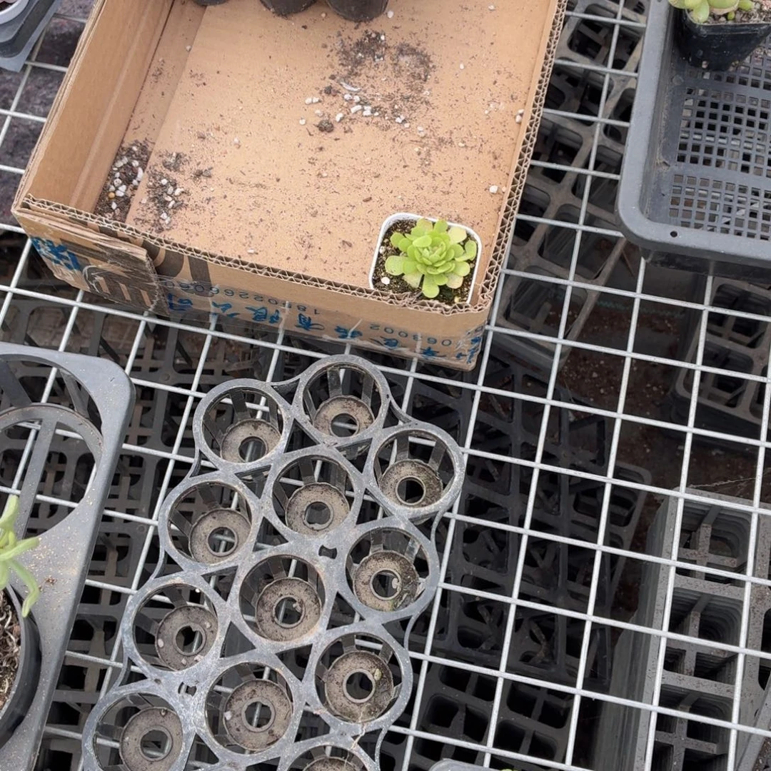 吾***工两颗捕虫瑾多肉9.9包邮发货