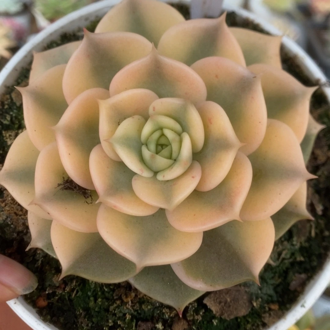 252贝加尔湖锦锦锦锦锦锦锦