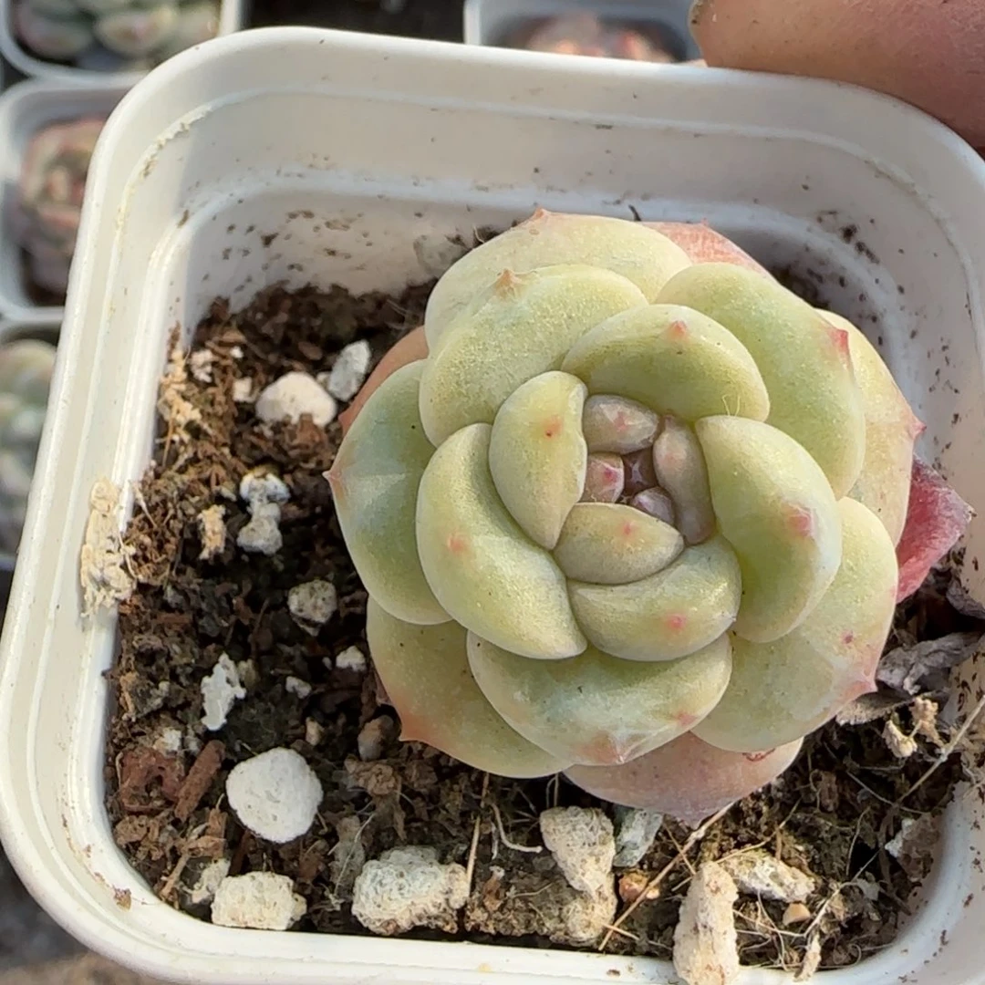 多肉小卡拉米糖心一物一拍