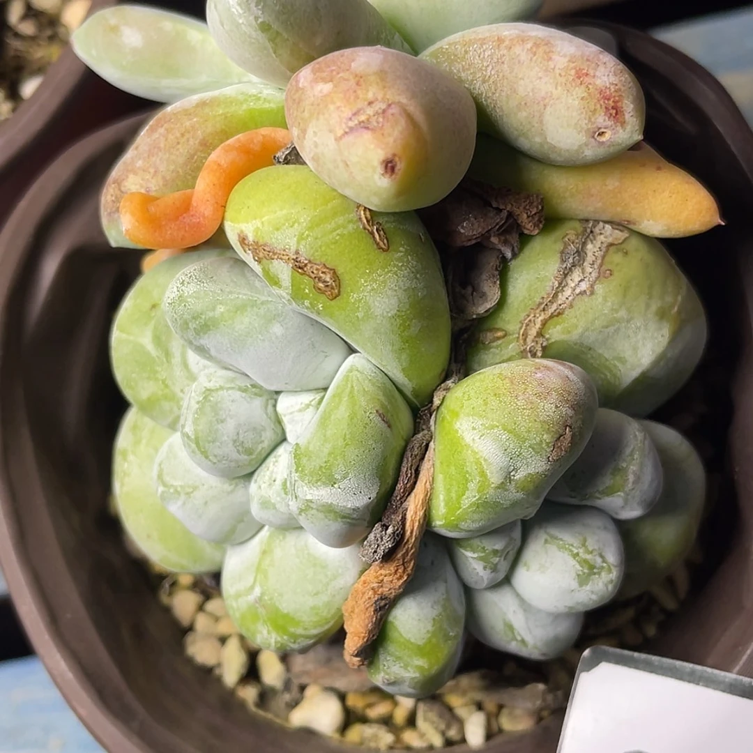 【闪购商品】60251