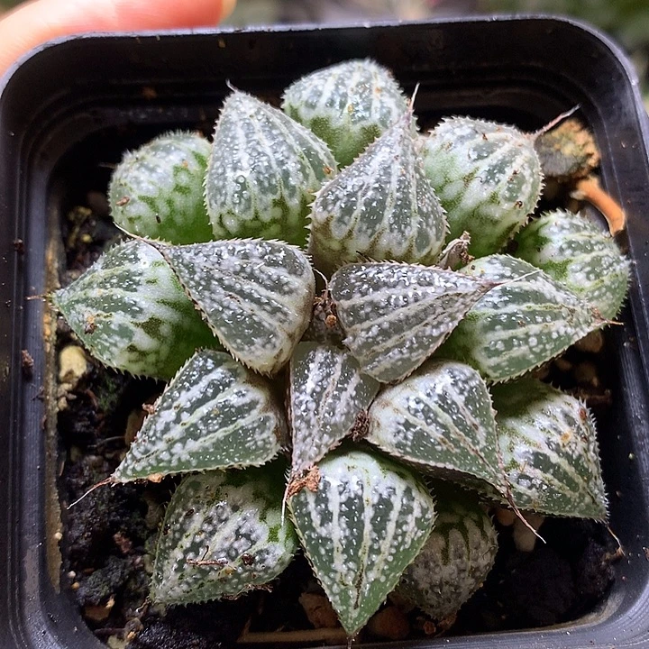 雪景色带盆土发货kkwo