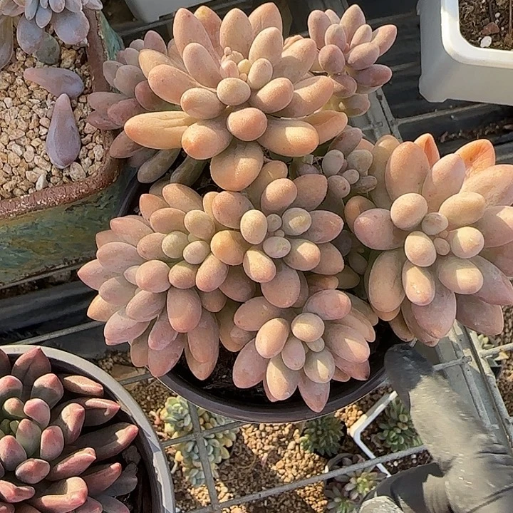 青蛙王子儿童牙膏11