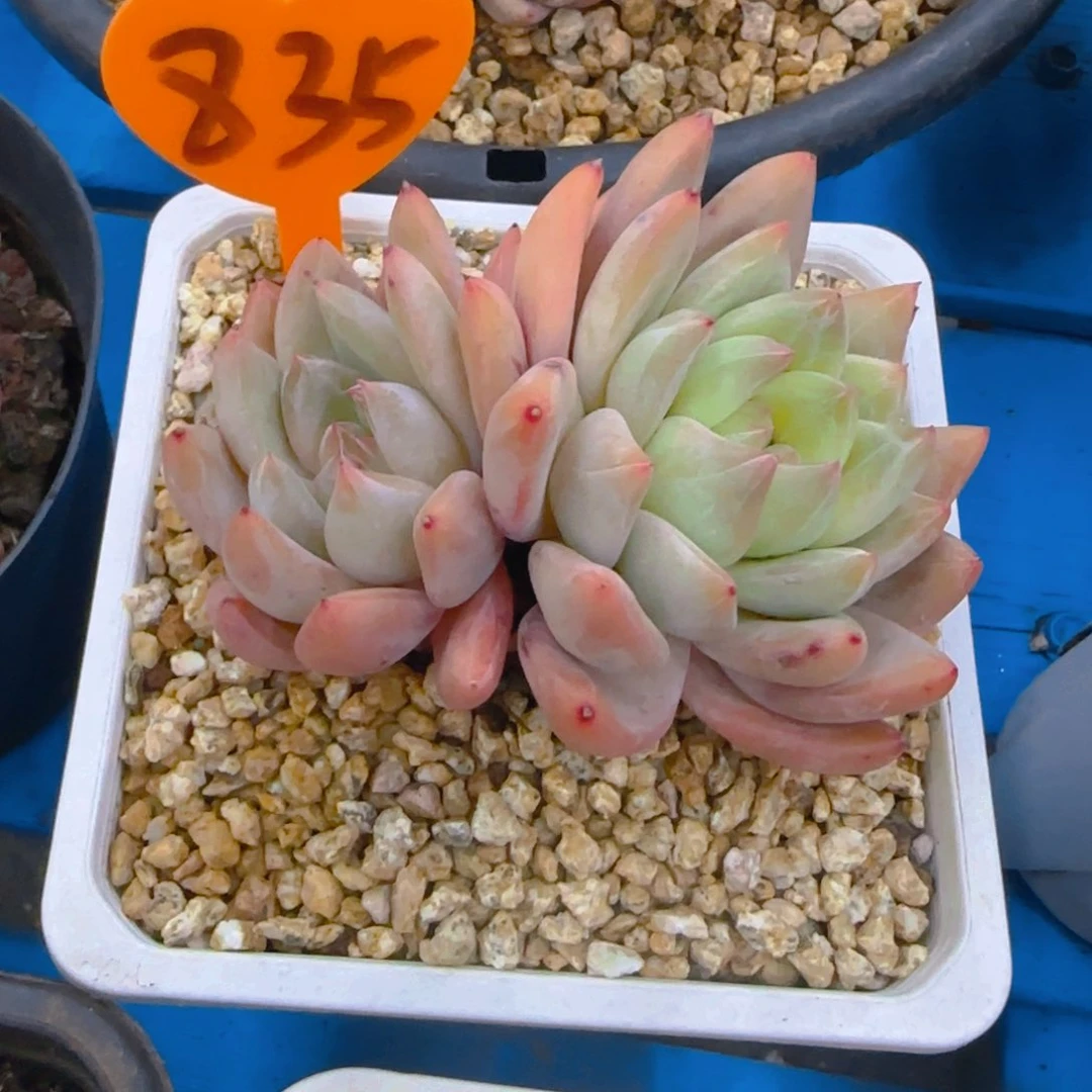 s****e835多肉植物一物一拍