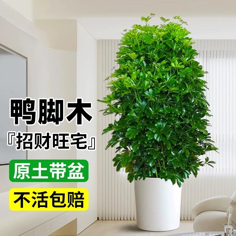 鸭脚木客厅大盆栽八方来财鸭掌木花卉办公室内大型七叶莲发财树