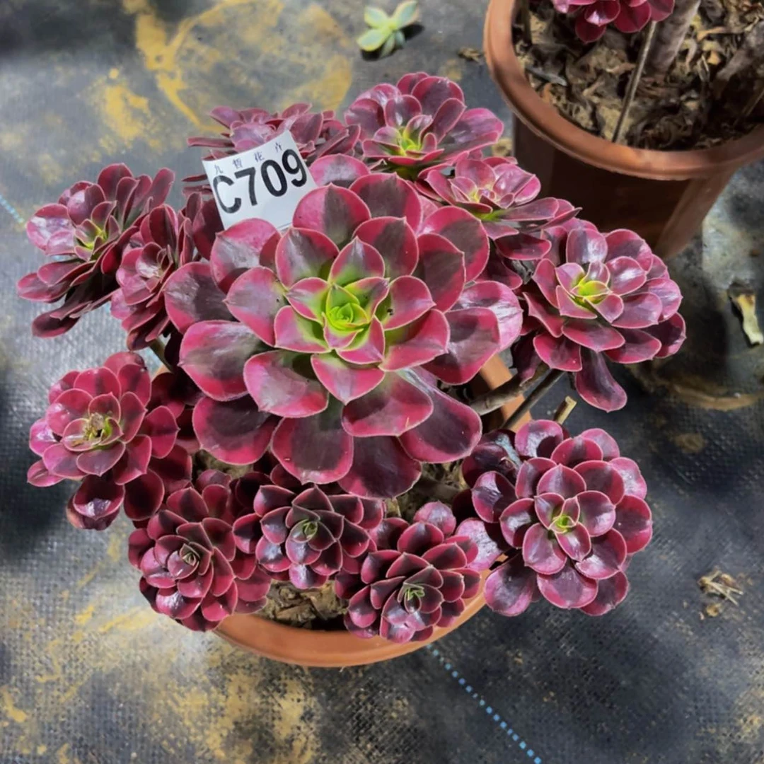 【闪购商品】70900