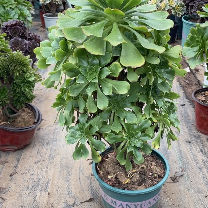 52君美丽多肉多肉植物多肉