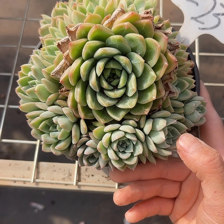 两单包邮，一物一拍23麦秆