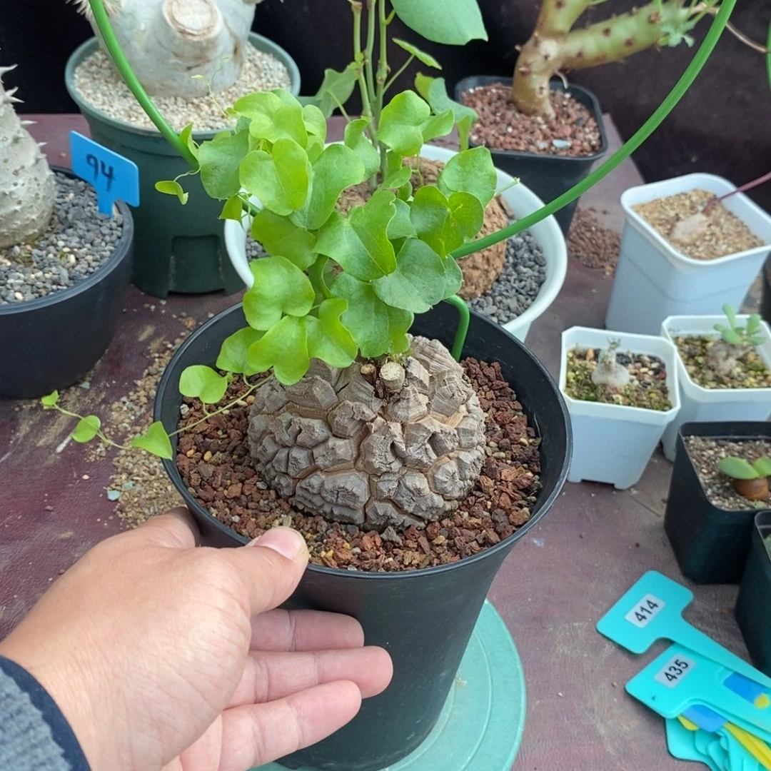 龟甲龙多肉植物一个多肉