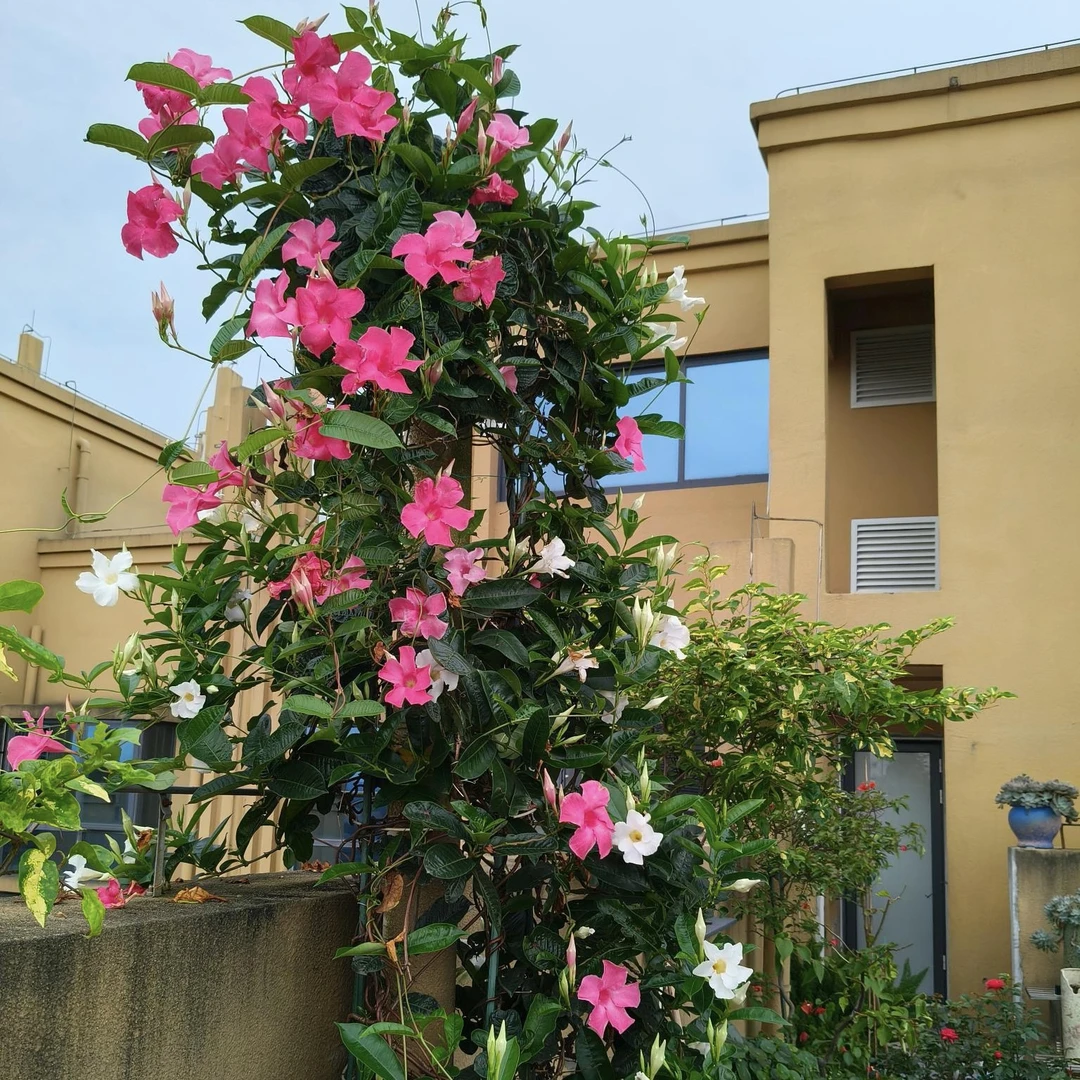 飘香藤【颜色选拍】爬藤植物盆栽易爆花庭院阳台新手易养护花园植物