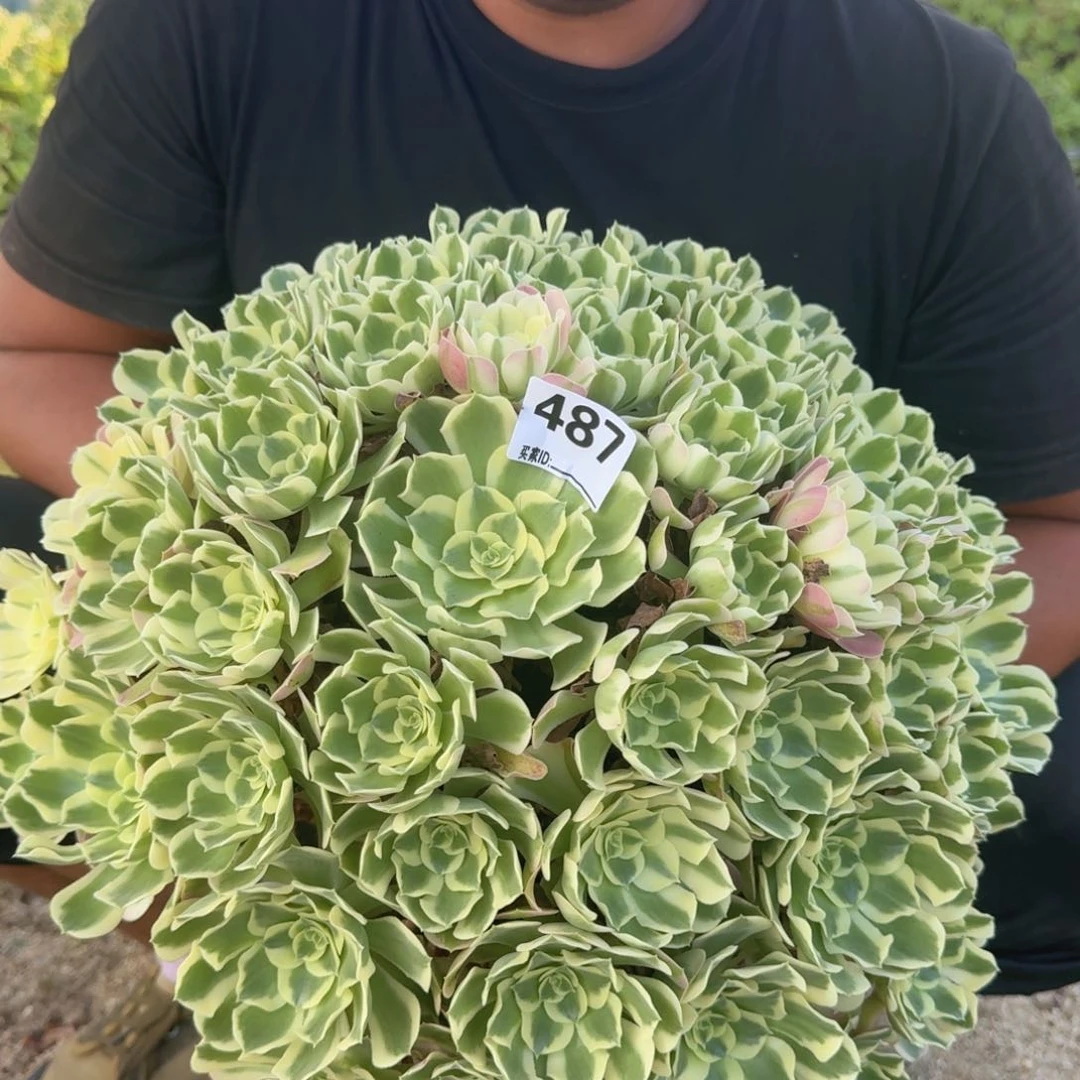 幸***子487白凤多肉植物