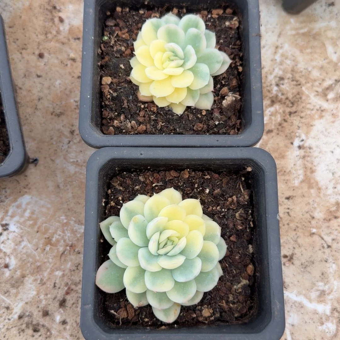 一组草莓冰锦一潜力股