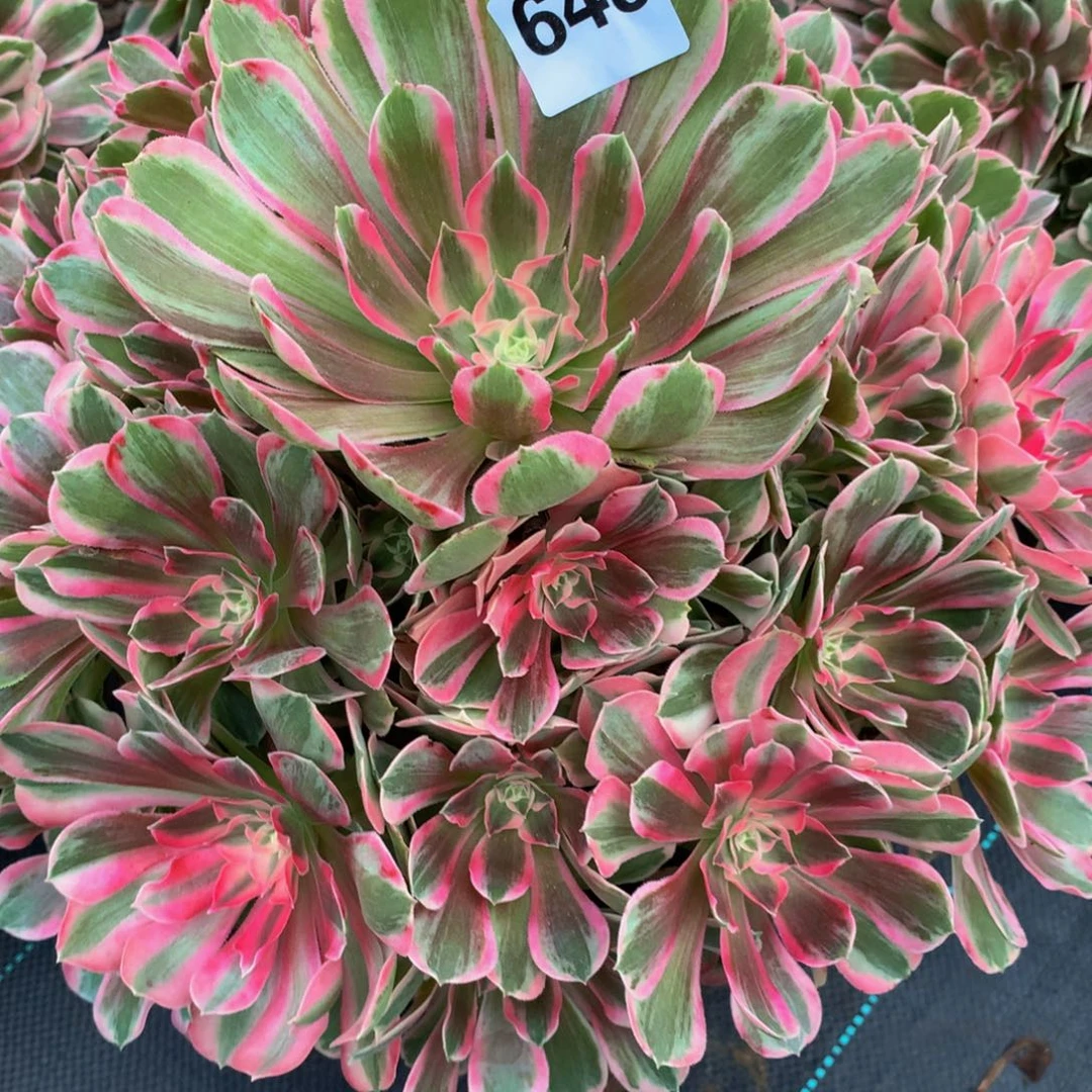 胜***神法师多肉植物648男神