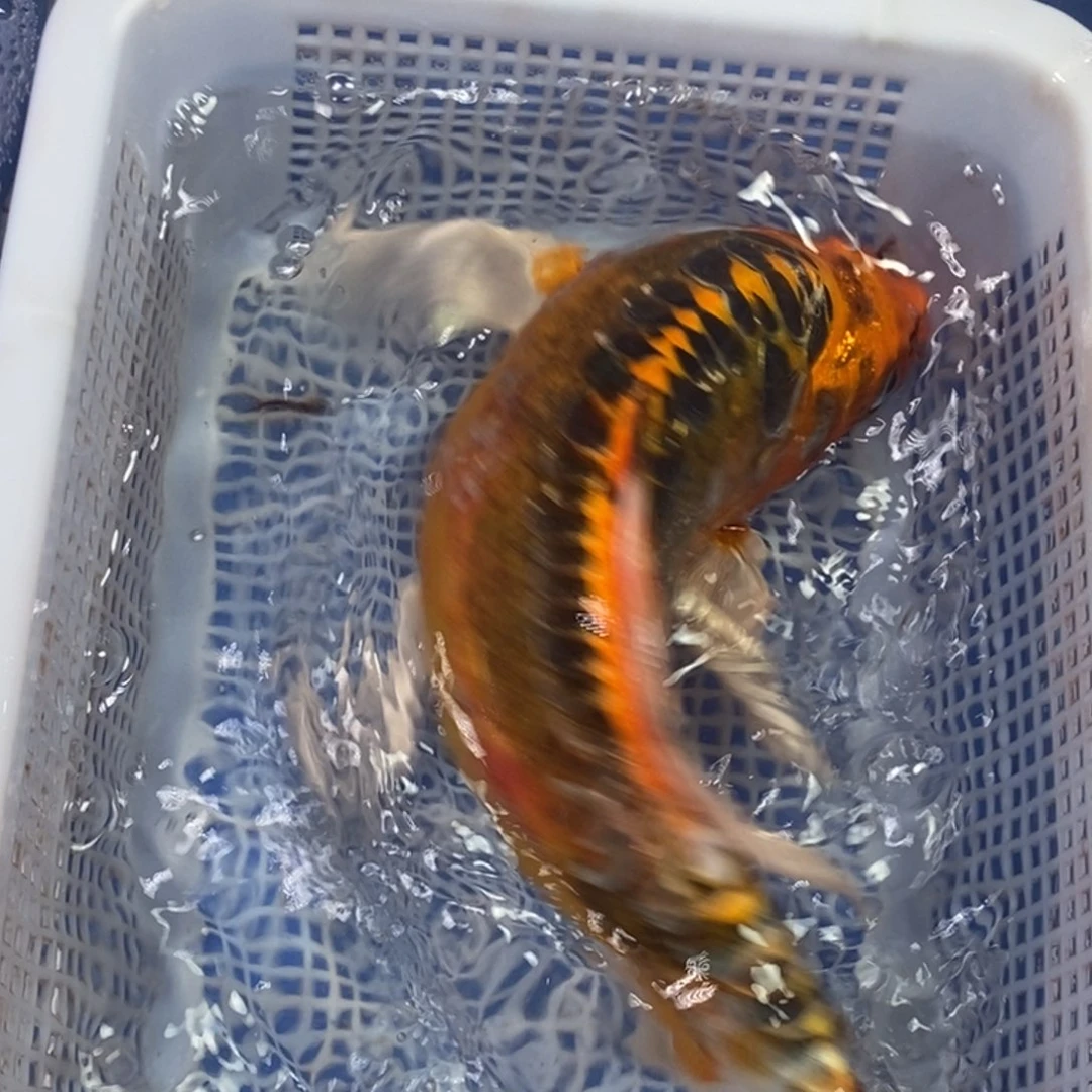 锦鲤冷水金龙包邮