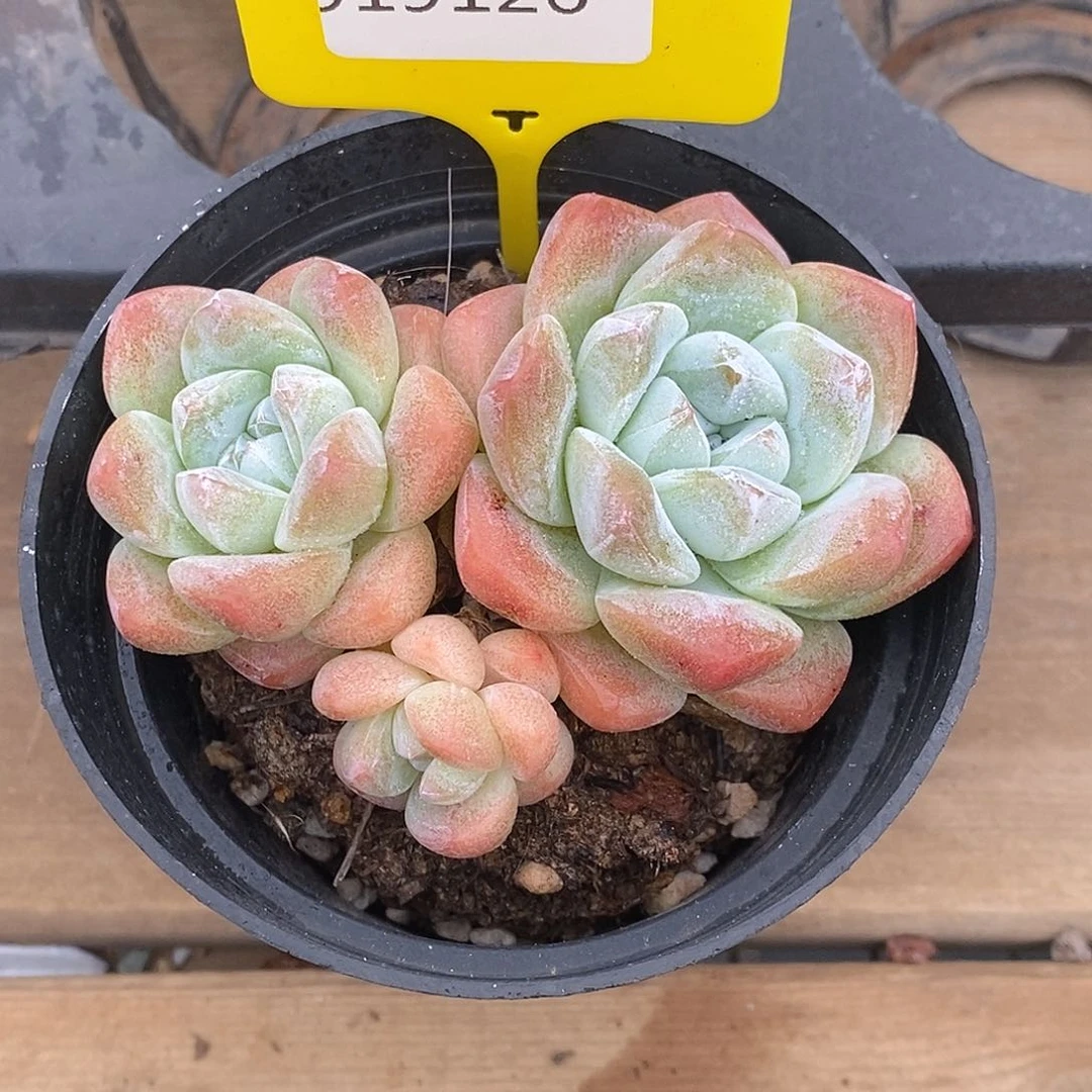 艺*金汇园艺，919126冰玉