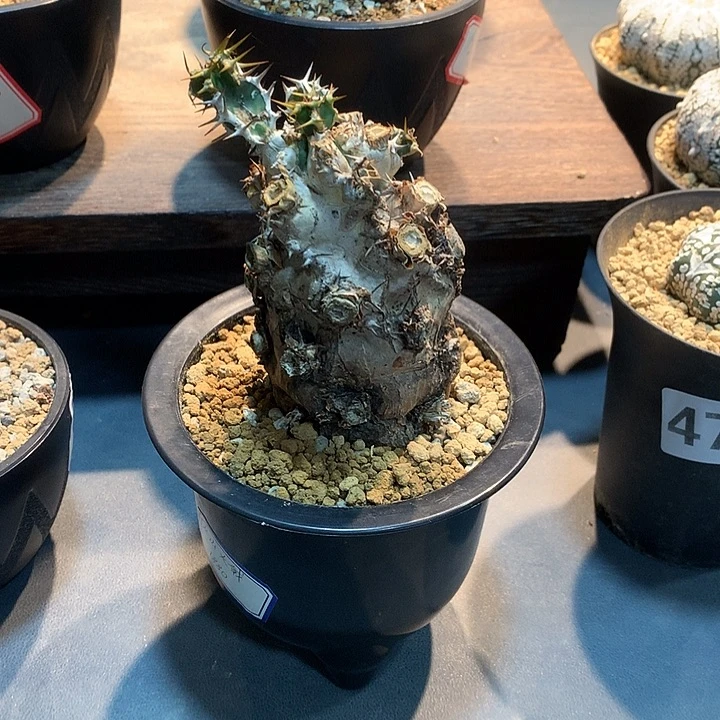 d***41号火山88888888888