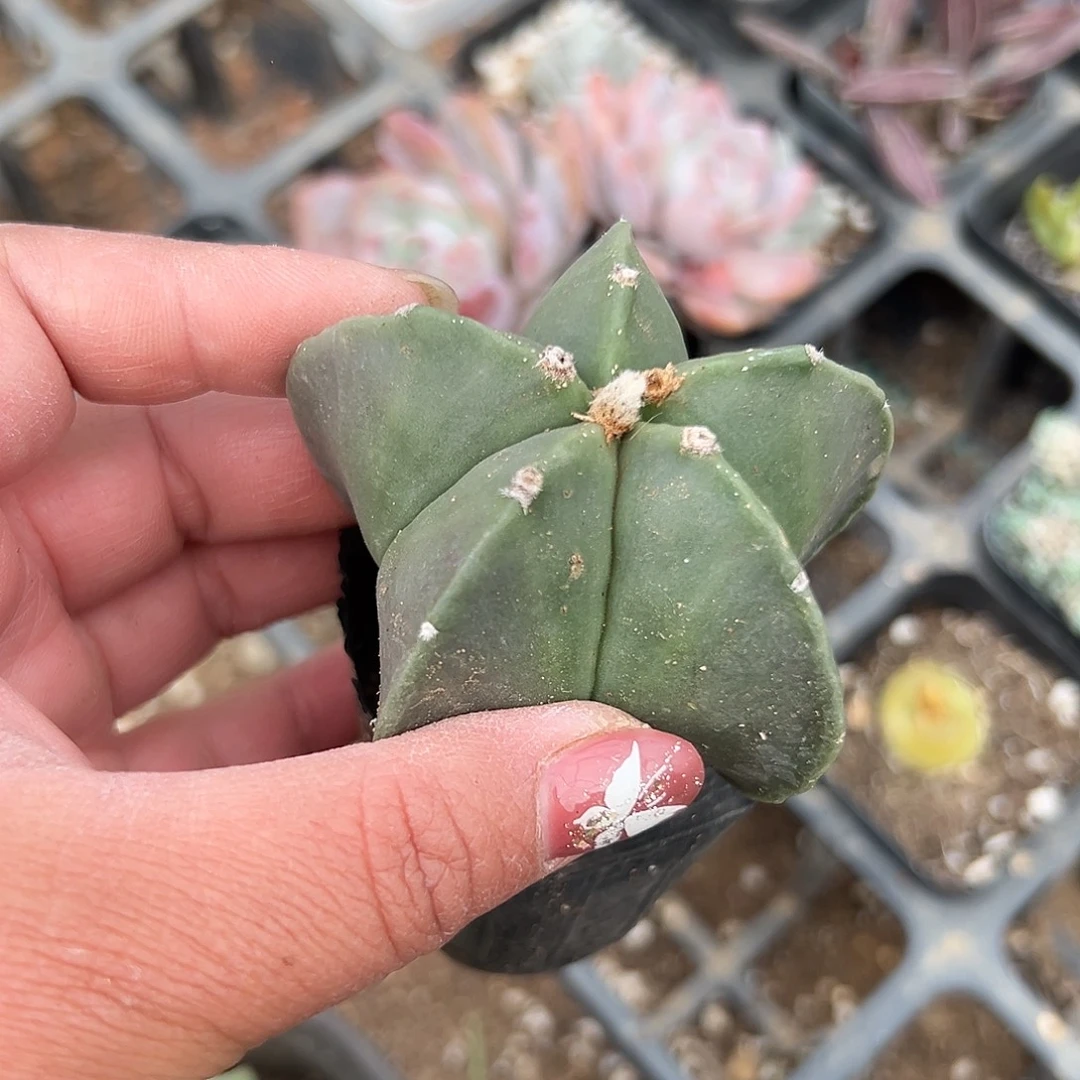 多肉植物多肉植物