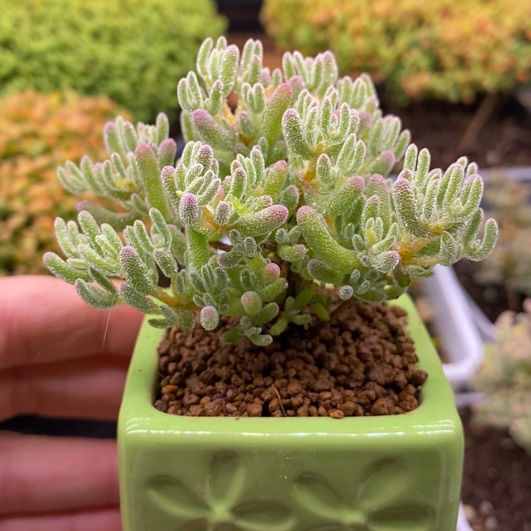 677紫冰晶（带盆）。