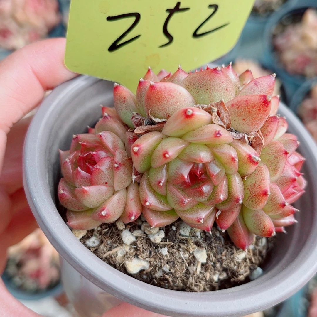 252号小老桩珍妮群