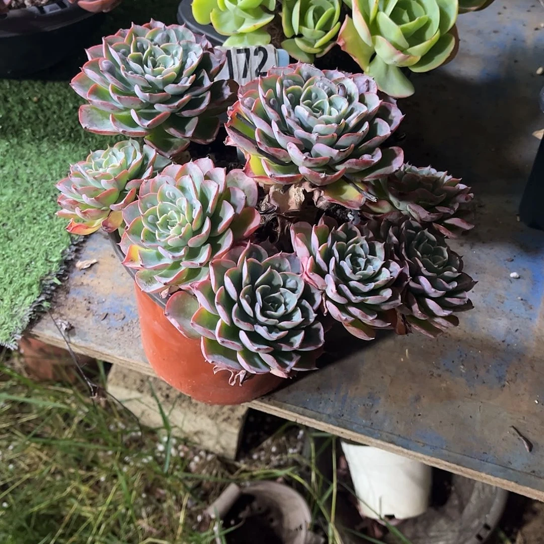 樱***了泪无横多肉植物保护172
