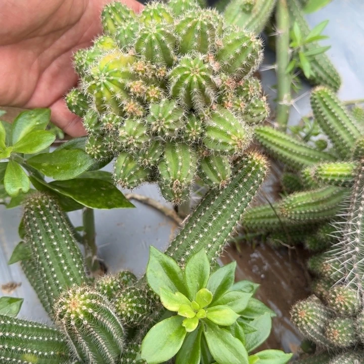 矮胖白檀仙人掌群生50