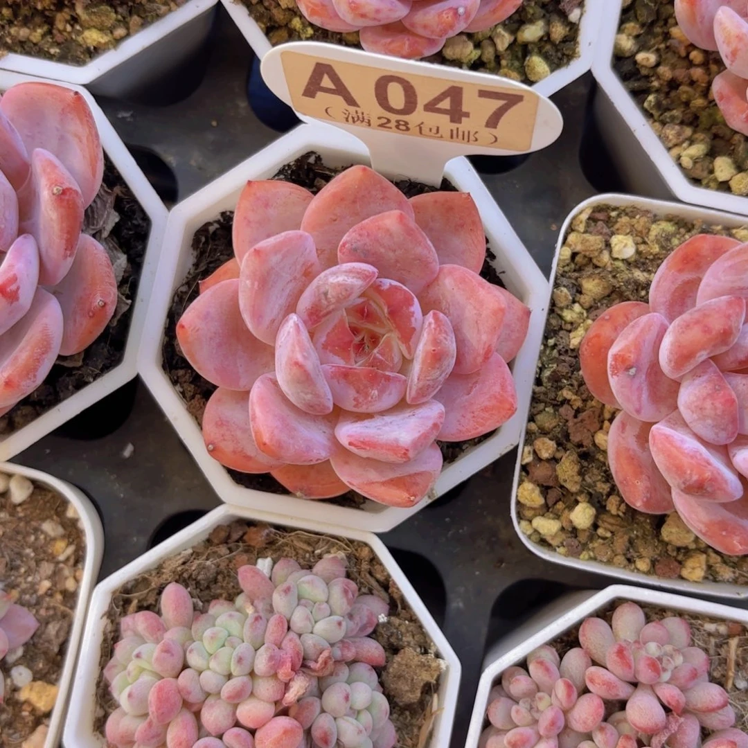 A047橙子一物一拍