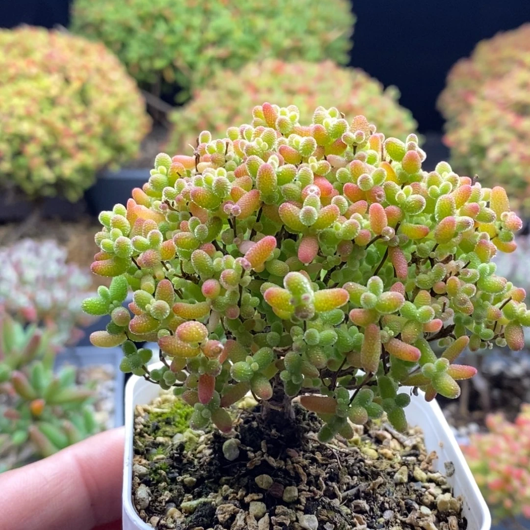 蜜橘糖球763？